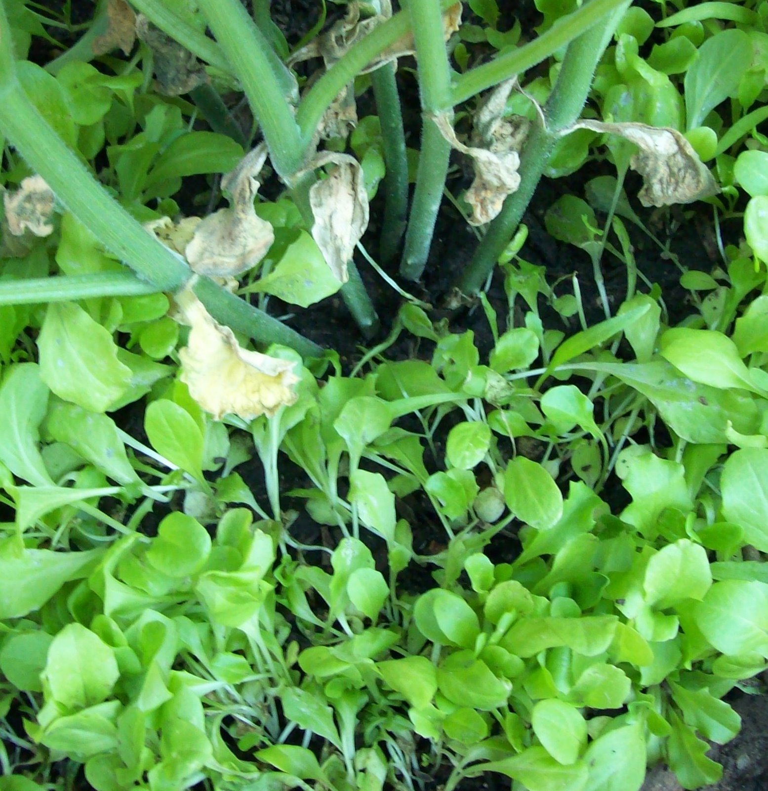 [lettuce+seedlings+cropped.jpg]