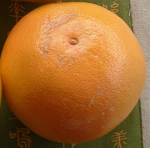 [grapefruit.JPG]