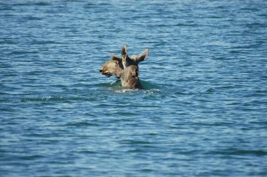 [giraffe+swimming.bmp]