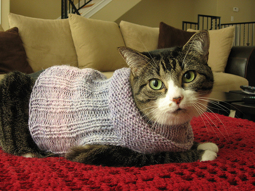 [cat+sweater.jpg]