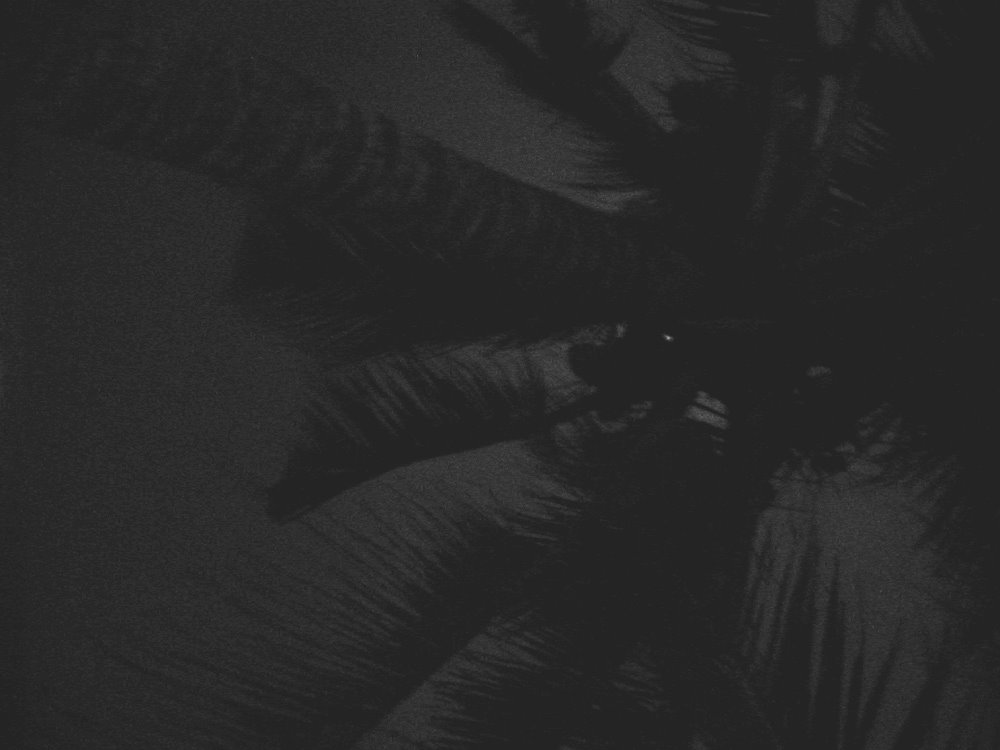[palm-night.jpg]