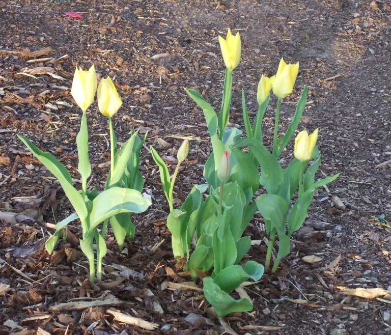 [3-25+yellow+tulips.jpg]
