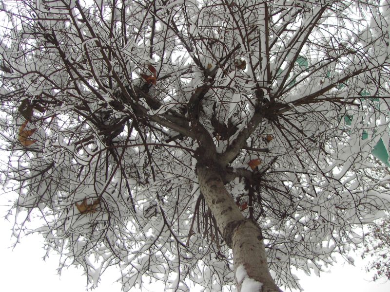 [snowy+tree.JPG]