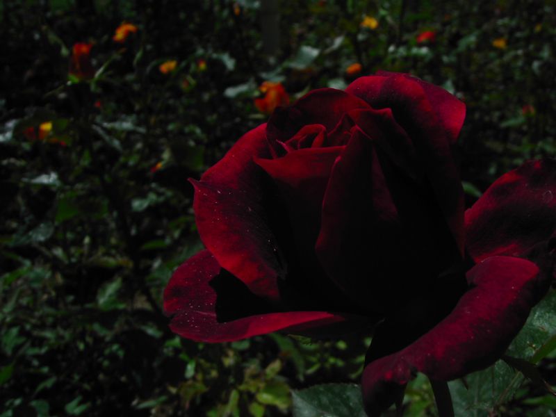 [rose+(1).JPG]