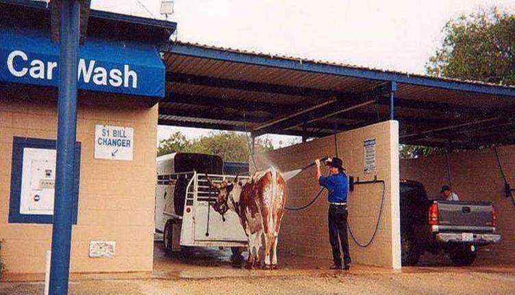 [Cow+wash.jpg]