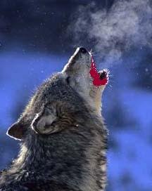 [Wolf+Howl.jpg]
