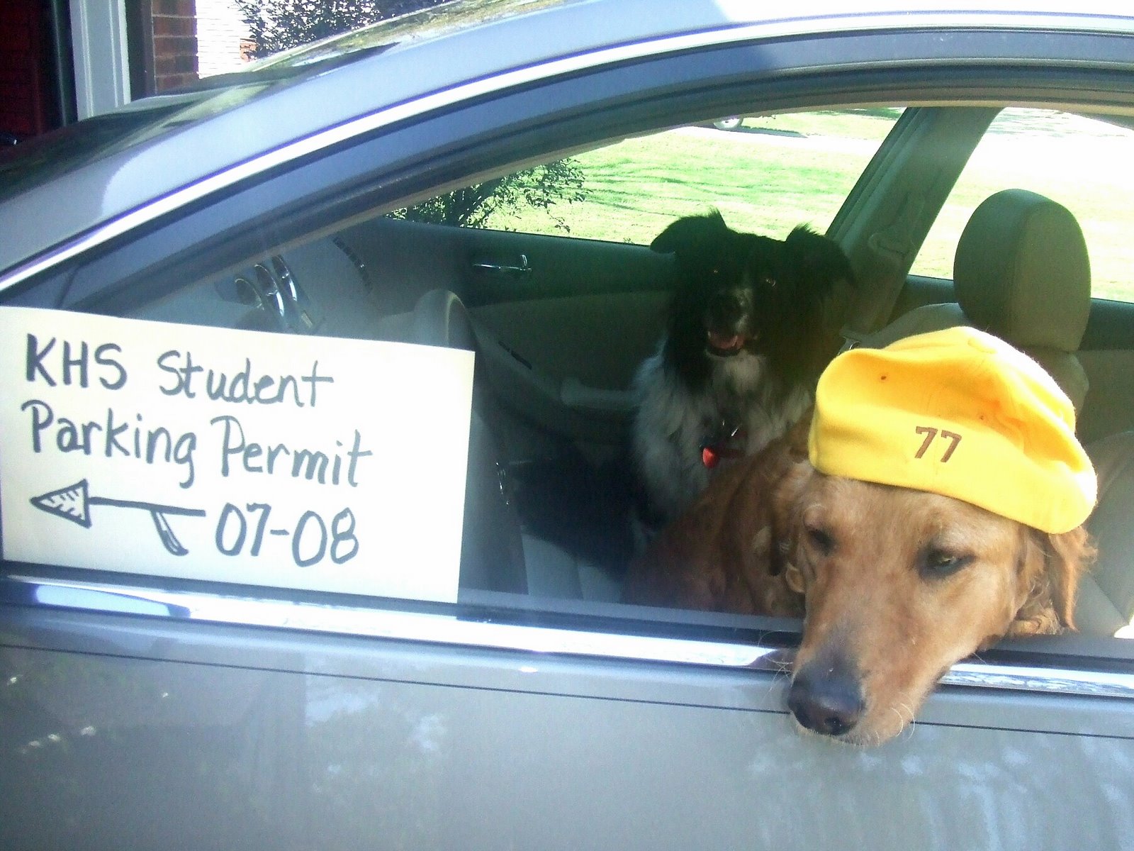 [Dogs+in+car.jpg]