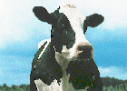 [cow4.gif]