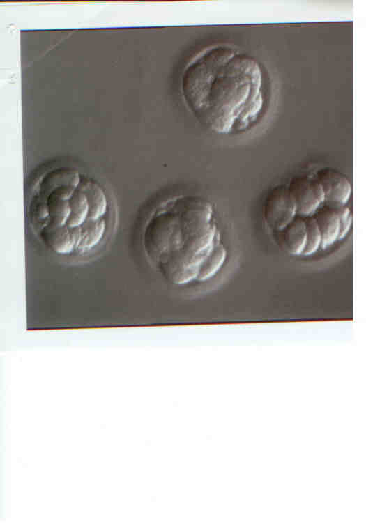 [Embryos11.jpg]