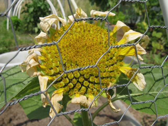 [birdseed+sunflower.JPG]