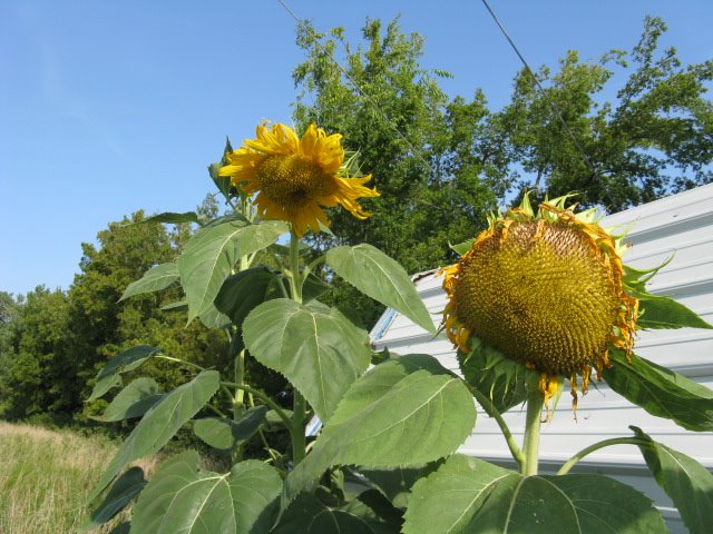 [sunflowers+1.JPG]