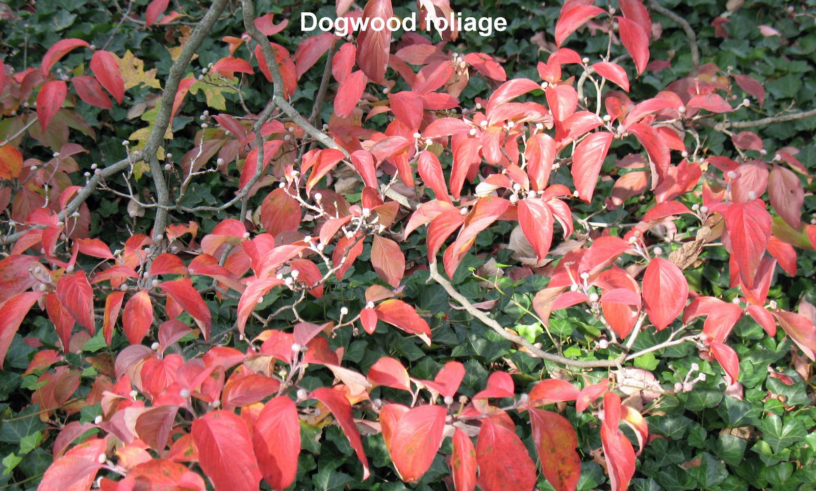 [Dogwood+foliage.jpg]