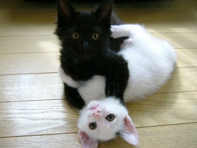 [cats,black.white.jpg]