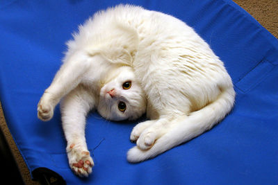 [white.cat.jpg]