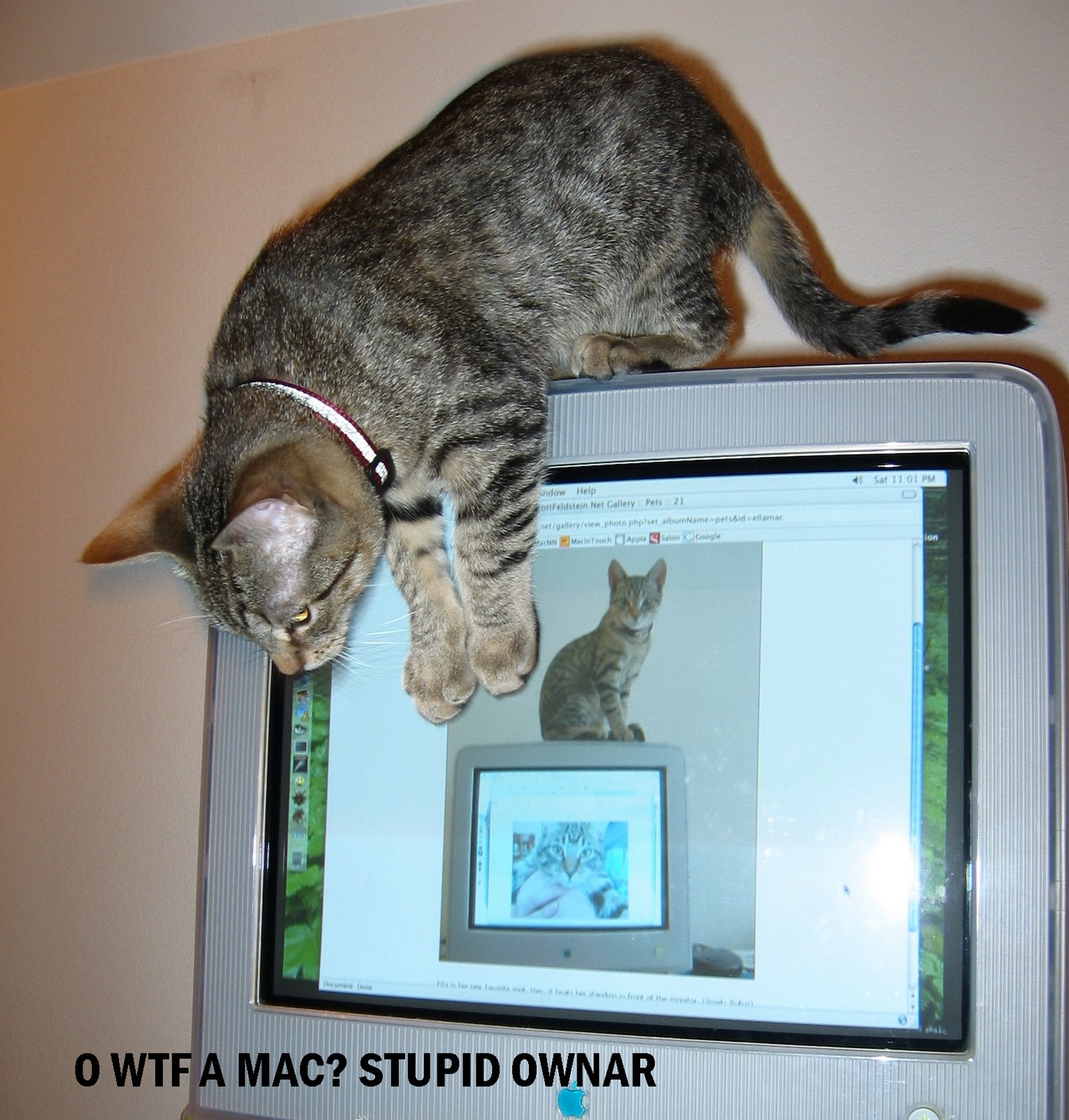 [cat.computer.monitor.screen.display.jpg]