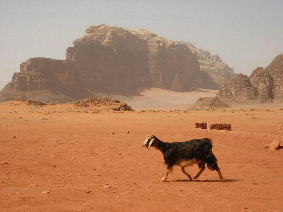 [Wadi_Rum_Goat.JPG]
