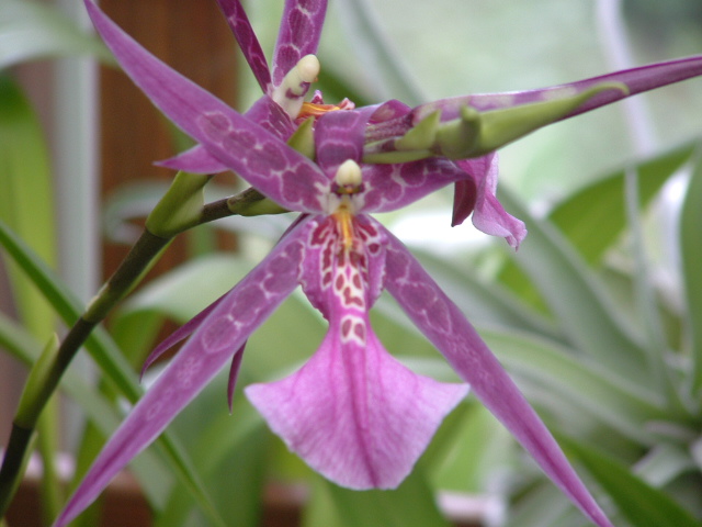 [orchids+037.jpg]