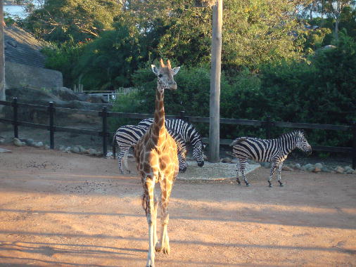 [giraffe+zoo.jpg]