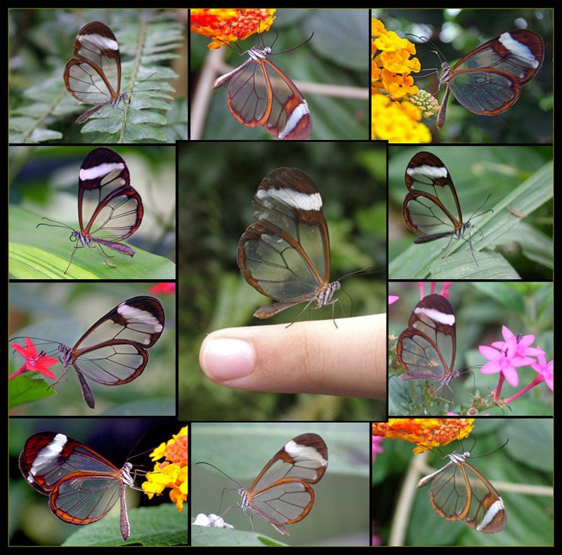 [butterfly.bmp]