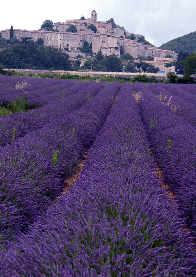 [frenchless+in+france---lavender-30.jpg]