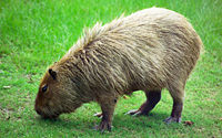 [200px-Capybara_Hattiesburg_Zoo_(70909b-42)_2560x1600.jpg]