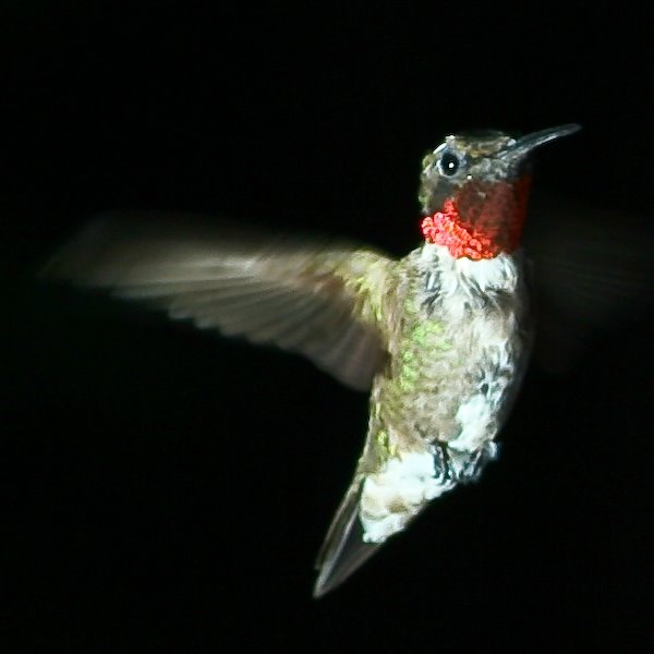 [Hummingbird+Flight.jpg]