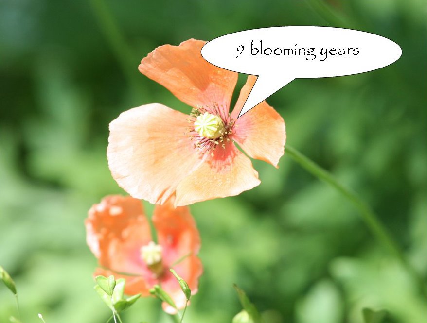 [9+blooming+years+01.jpg]