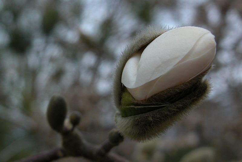 [magnolia789-4179.jpg]