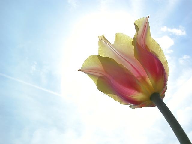 [tulip804-5223.jpg]