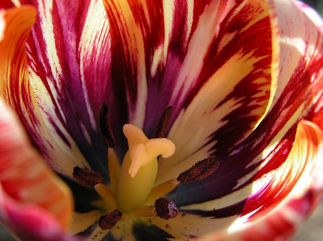 [tulip809-5764.jpg]
