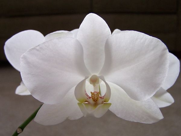 [Orchid+30097306-M.jpeg]