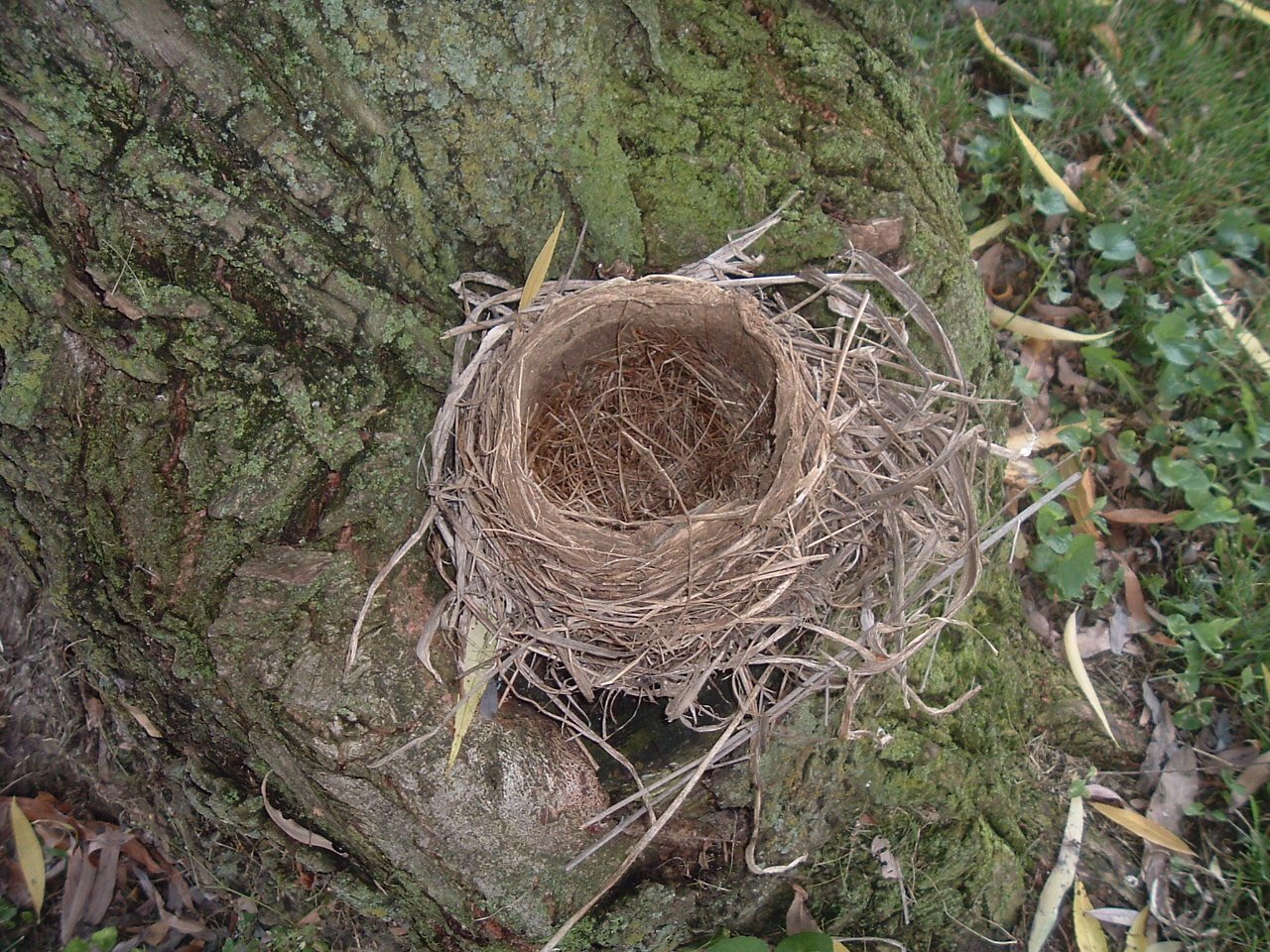 [Nest+on+stump.JPG]