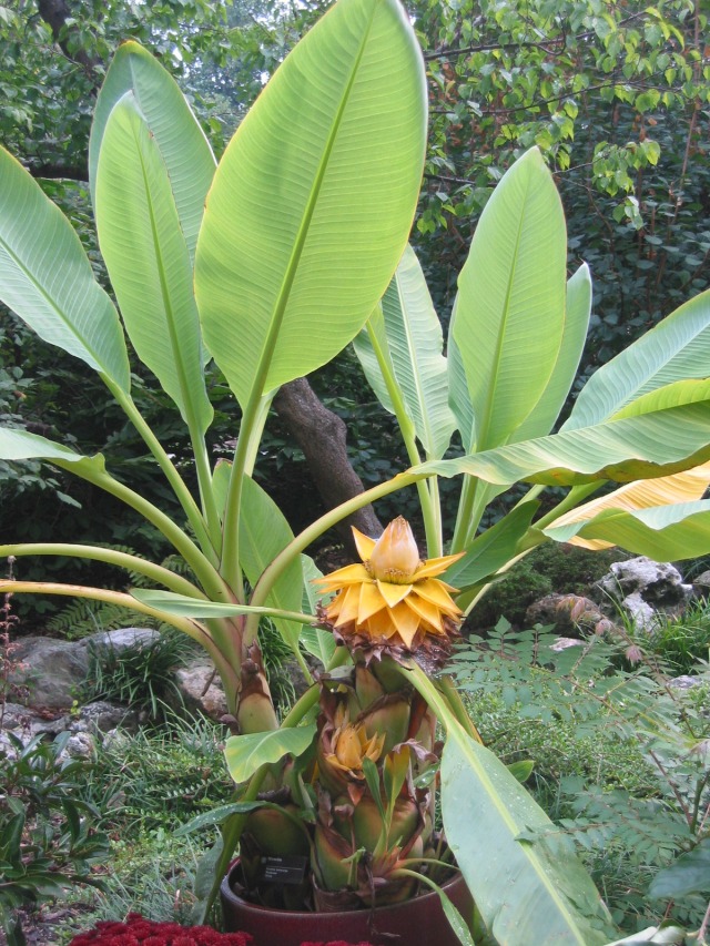 [Musaceae-Musella+lasiocarpa-002.jpg]