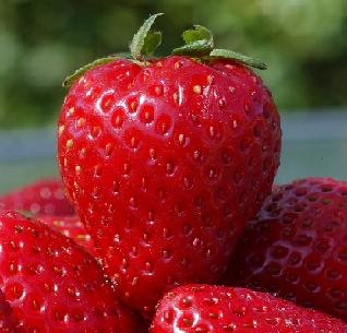 [strawberry.JPG]