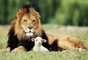 [lion+and+lamb.jpg]