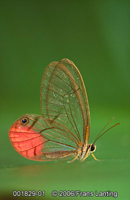 [glass-wing+butterfly,+peru.jpg]