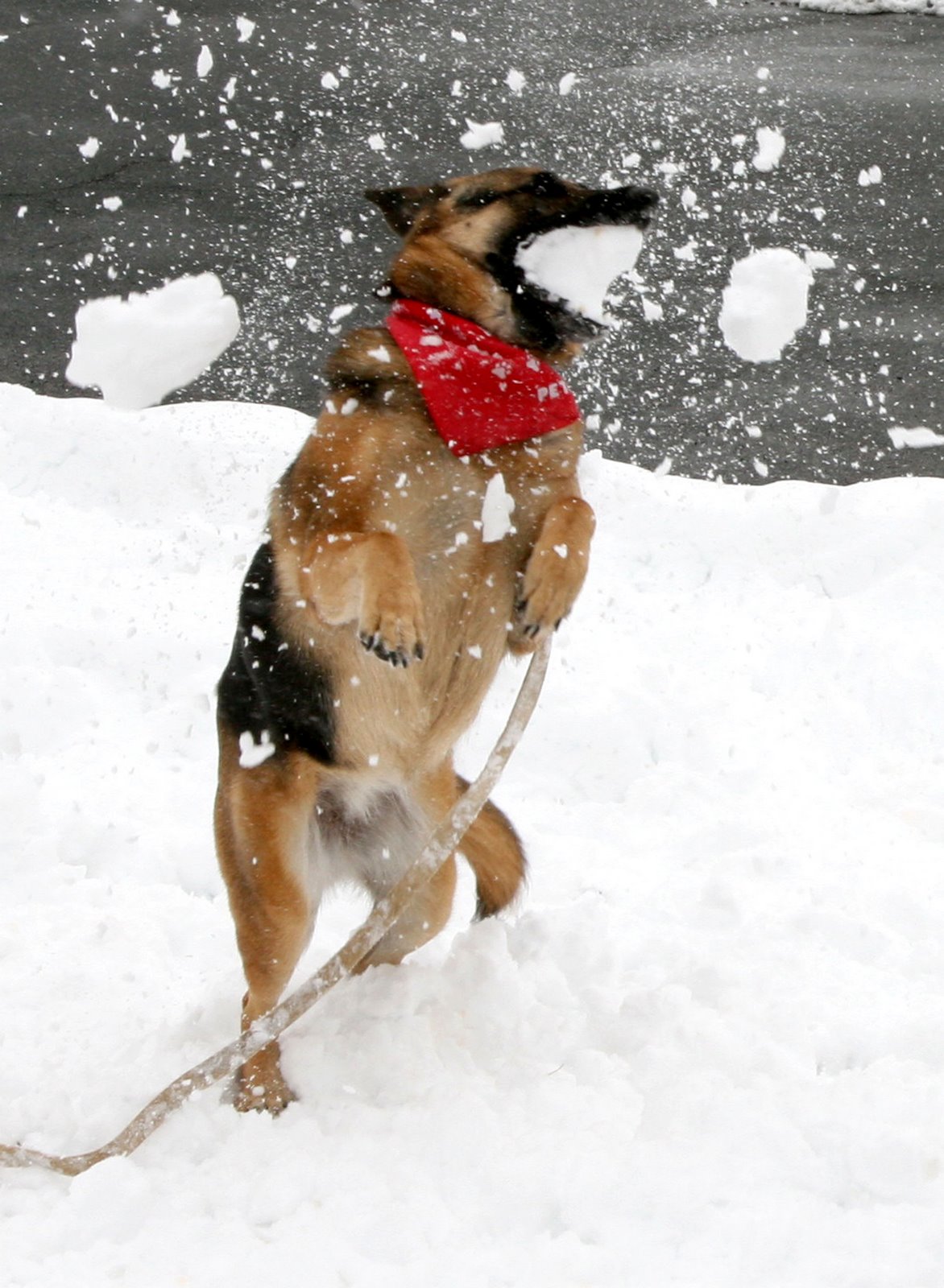 [snowdog03.jpg]