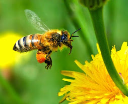 honey and bee