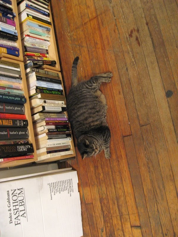[bookshopcat.jpg]