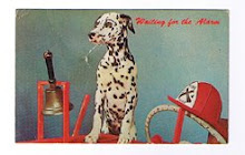 O meu primeiro postal com um cão