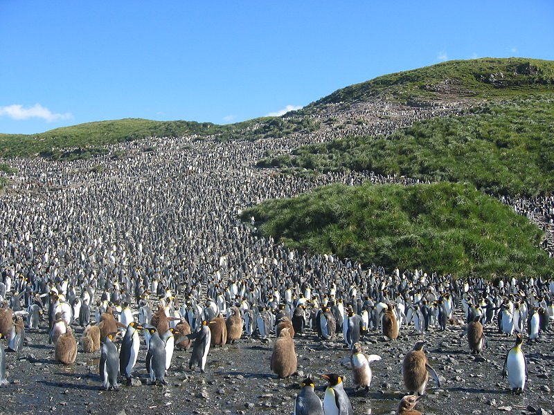 [Amazing-Penguin-Colony.jpg]