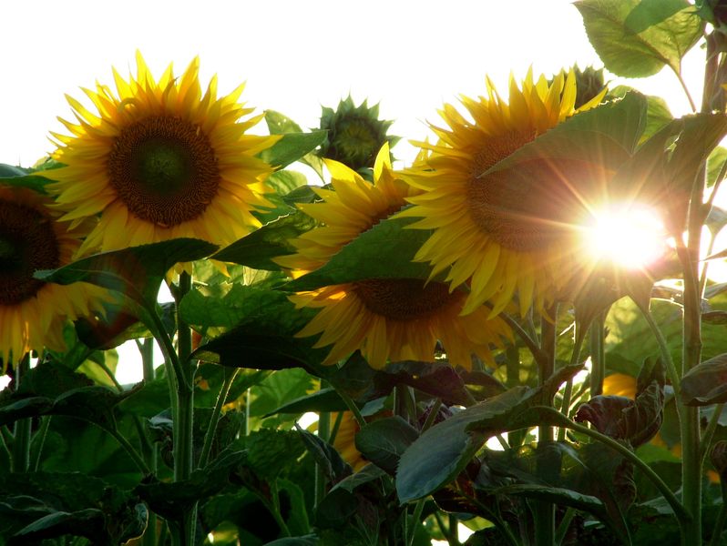 [Helianthus_annuus_sunflower.jpg]