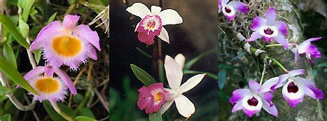 [blog52+HK+orchids+1.jpg]