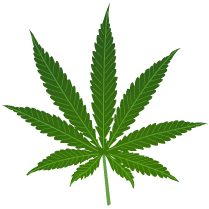 [cannabis_marijuana.PNG]