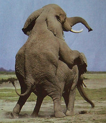 [elefants.jpg]