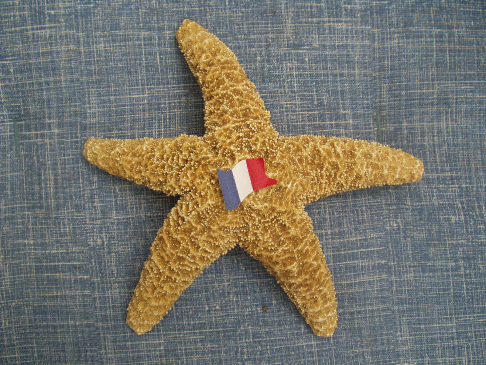 [french+starfish.JPG]