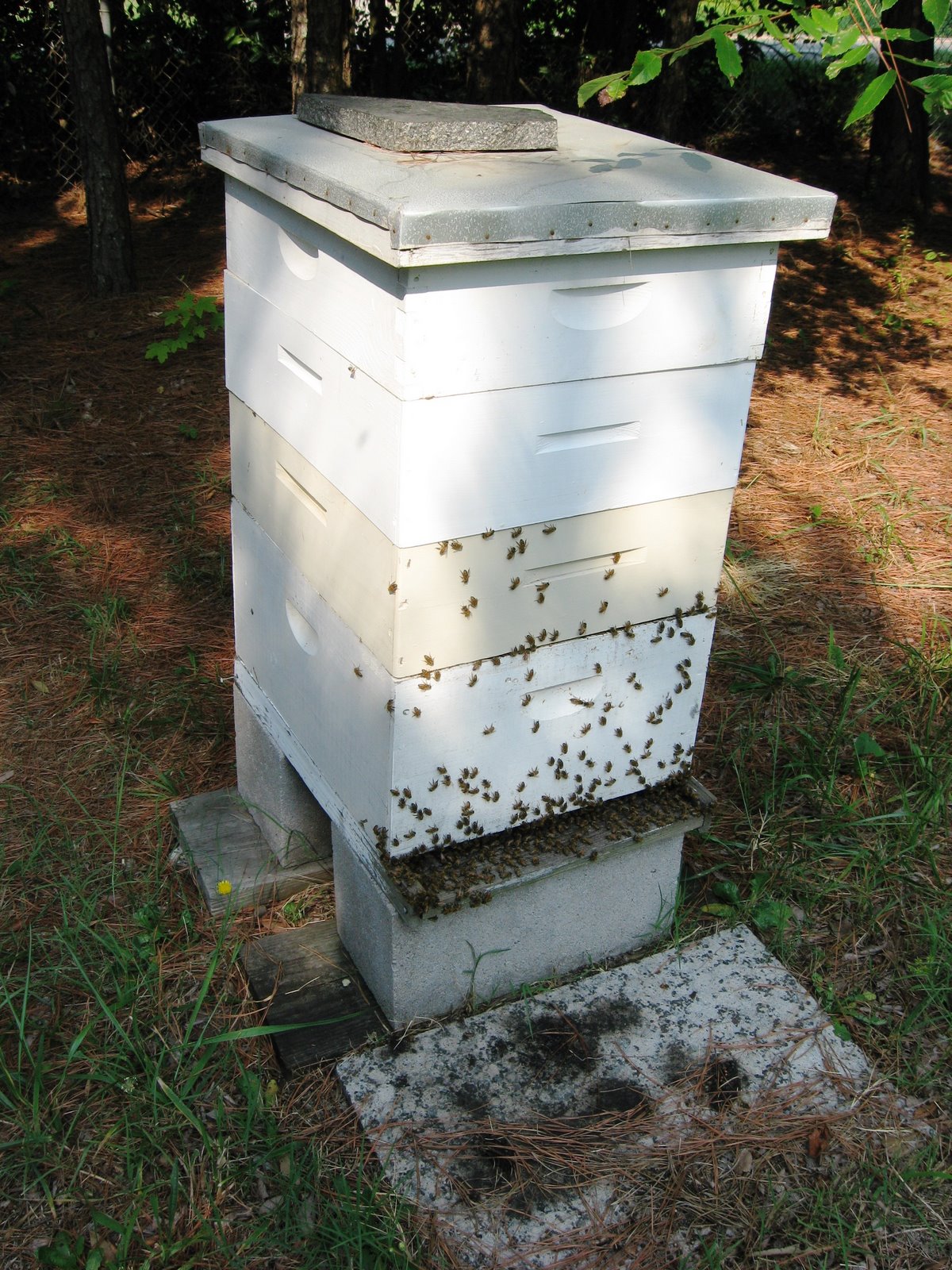 [072198+Bees+and+Putting+Honey+in+Jars+015.jpg]