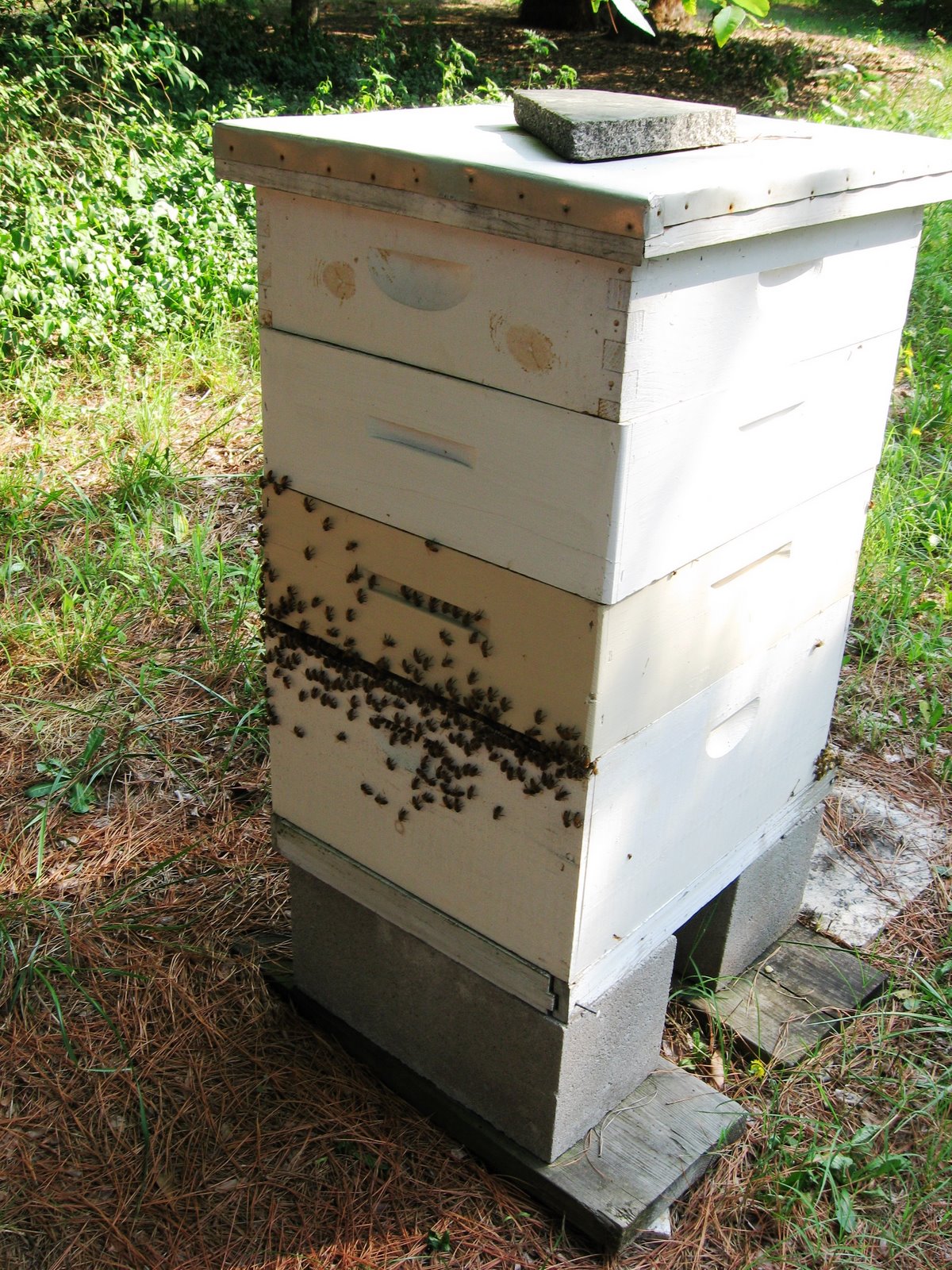 [072198+Bees+and+Putting+Honey+in+Jars+016.jpg]