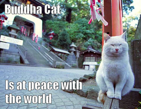 [Buddha+Cat.jpg]