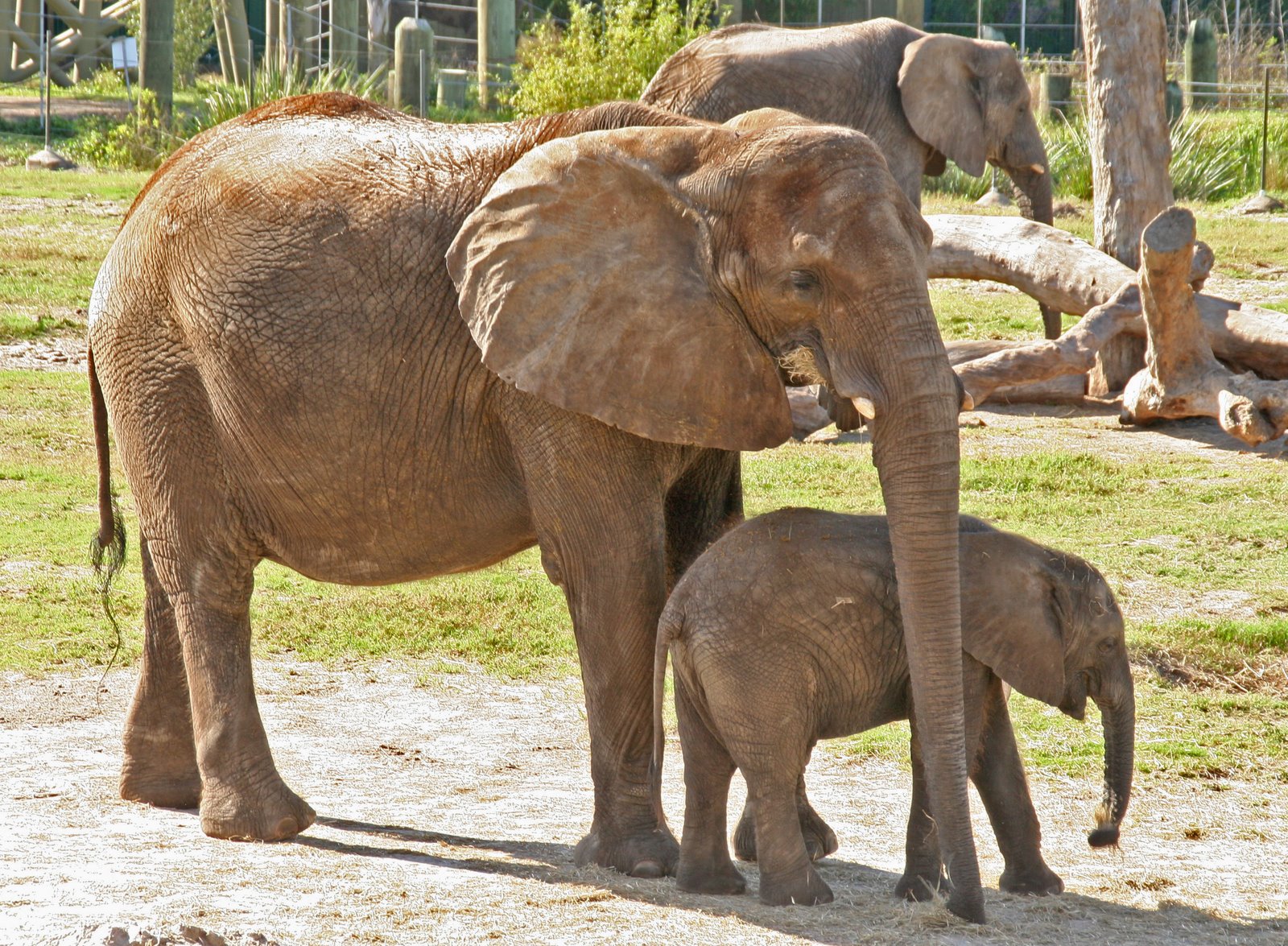 [Mom+and+Baby+Elephant.jpg]